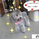 ご機嫌トイプードル