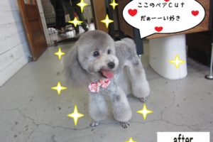 ご機嫌トイプードル