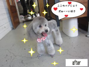 ご機嫌トイプードル