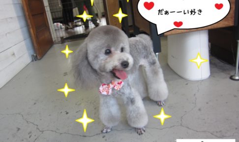 ご機嫌トイプードル