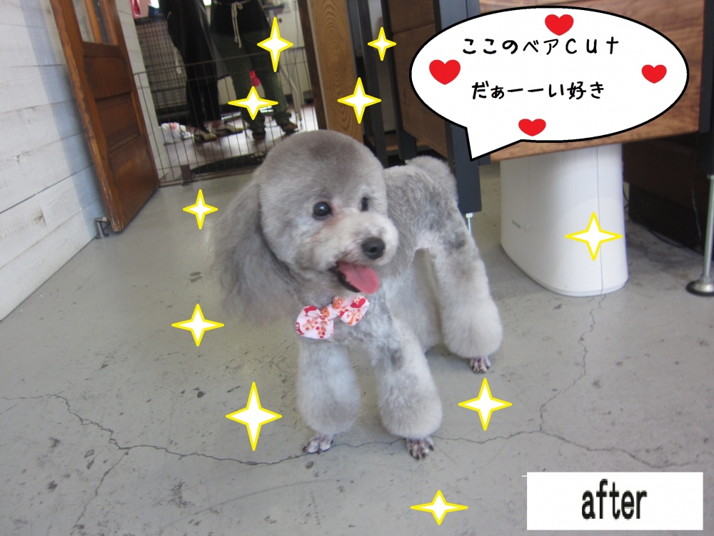 ご機嫌トイプードル