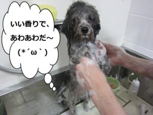 シャンプー中トイプードル