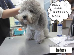 カット前トイプードル