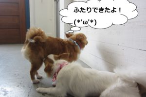 たわむれる仲良しチワワ