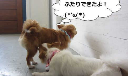 たわむれる仲良しチワワ