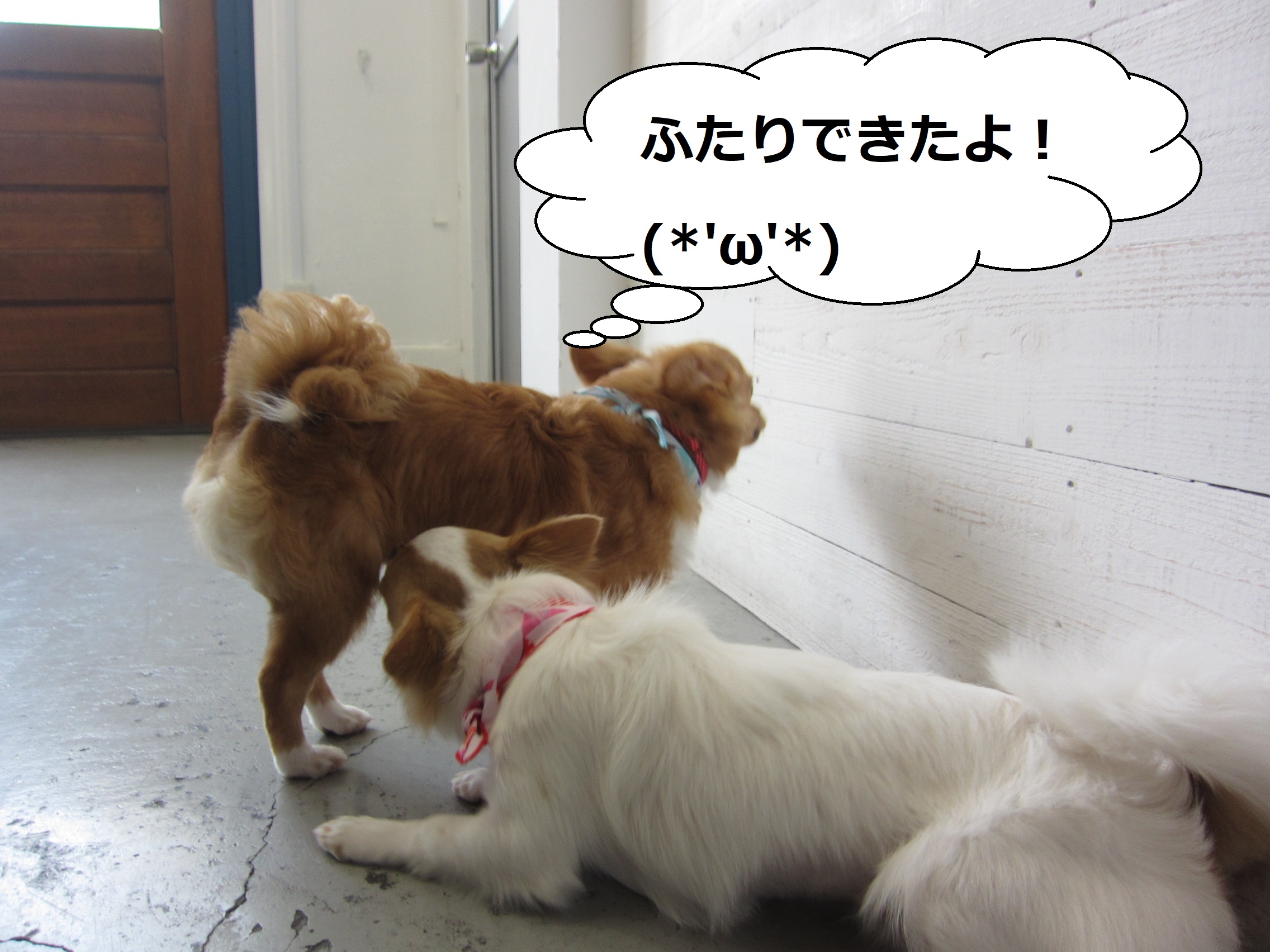 たわむれる仲良しチワワ