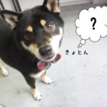 キョトン柴犬