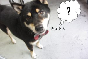 キョトン柴犬