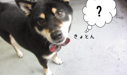 キョトン柴犬