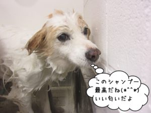 シャンプー中ミックス