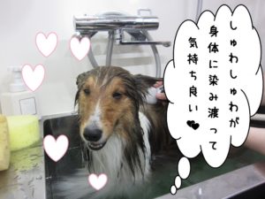 スパ中シェルティー