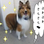 ふわさらシェルティー