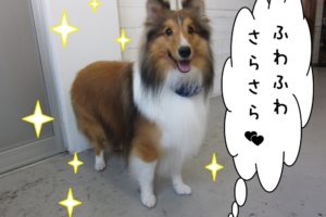 ふわさらシェルティー