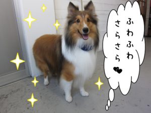 ふわさらシェルティー