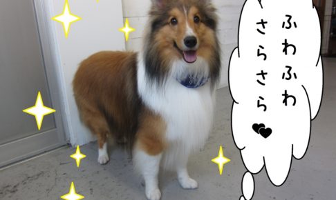 ふわさらシェルティー