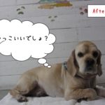 くつろぎコッカー