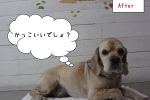 くつろぎコッカー