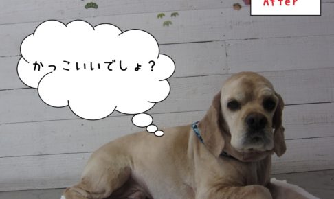 くつろぎコッカー