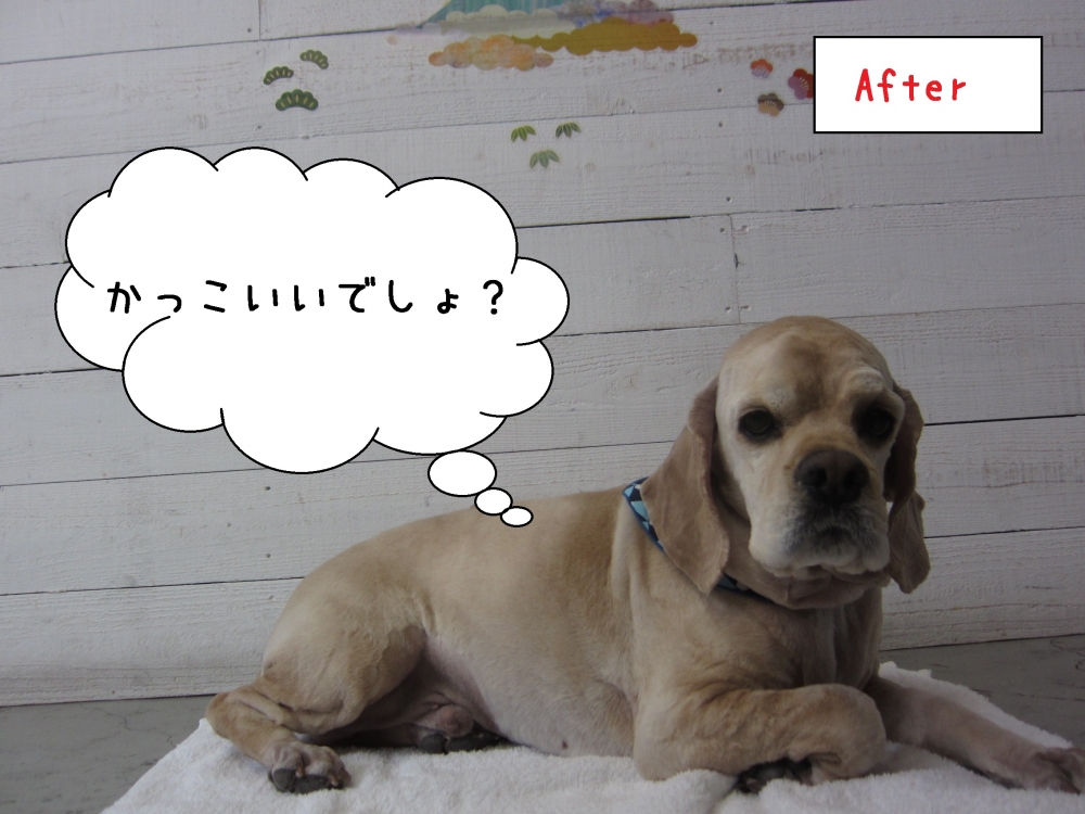 くつろぎコッカー