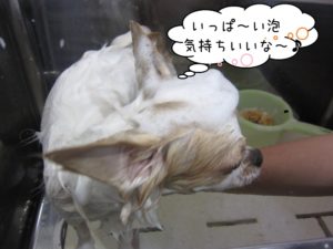 シャンプー中チワワ