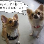 仲良しチワワ二人