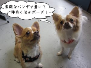 仲良しチワワ二人