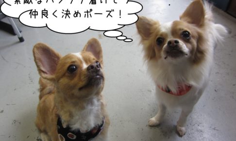 仲良しチワワ二人