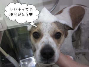 シャンプー中ミックス