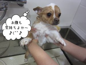 シャンプー中チワワ