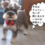 おすましMシュナ