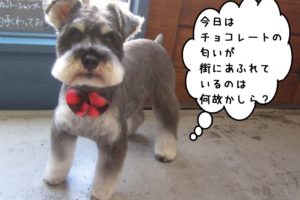 おすましMシュナ