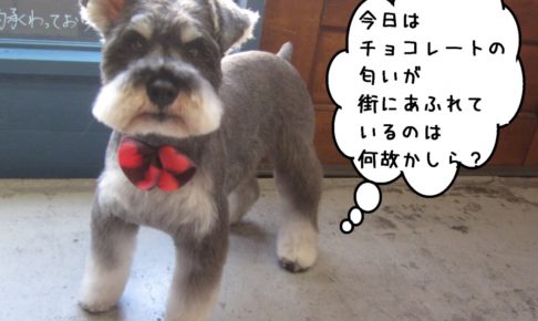 おすましMシュナ