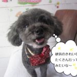 笑顔トイプードル