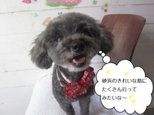 笑顔トイプードル