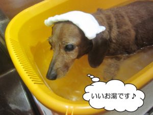 スパ中ミニチュアダックス