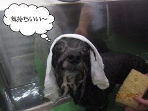 スパ中トイプードル