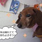 持ち上げられてるミニチュアダックス