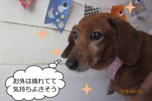 持ち上げられてるミニチュアダックス