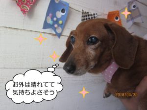 持ち上げられてるミニチュアダックス