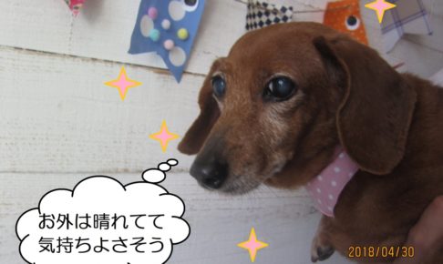 持ち上げられてるミニチュアダックス