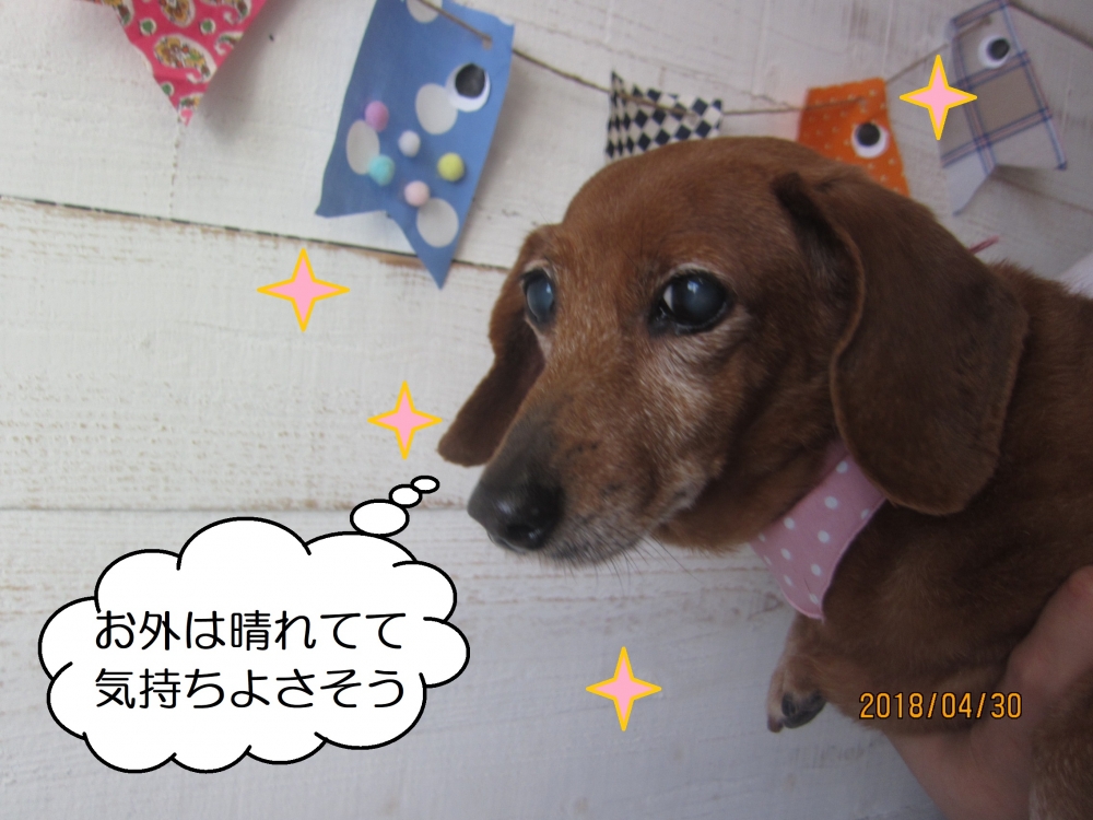 持ち上げられてるミニチュアダックス