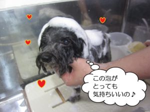シャンプー中トイプードル