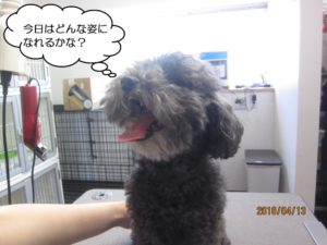 施術前トイプードル