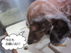 シャンプー中ミニチュアダックス