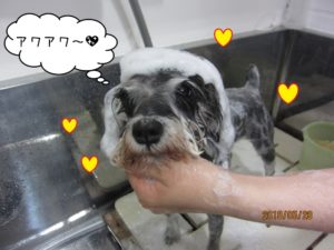 シャンプー中Mシュナ