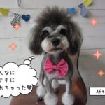 おすましMシュナ