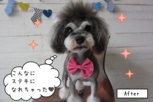 おすましMシュナ