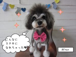 おすましMシュナ