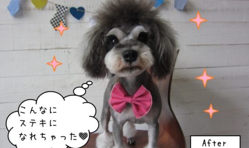 おすましMシュナ