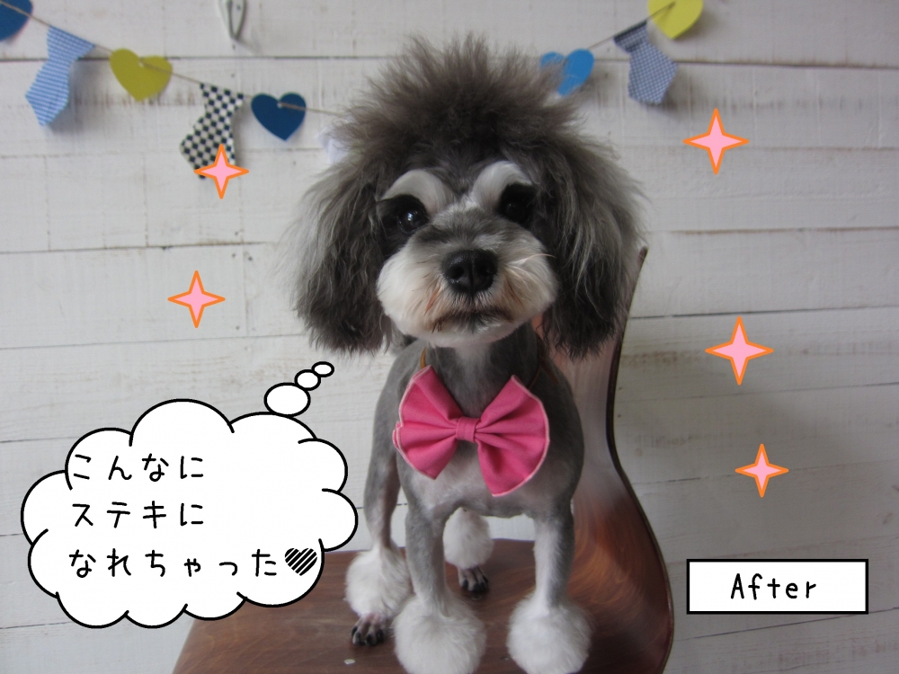 おすましMシュナ